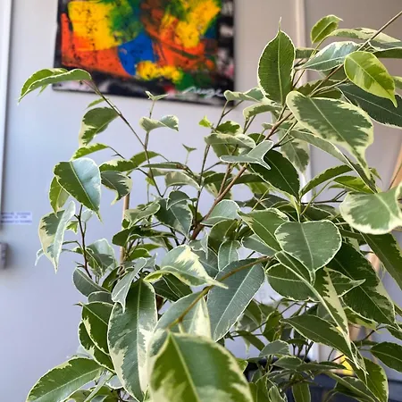 & Cozy Artistic Loft - Walk Everywhere ダブリン