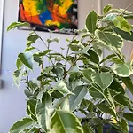 & Cozy Artistic Loft - Walk Everywhere